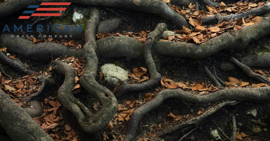 tree roots